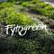 fytogreen's picture