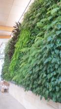 Bold Park Pool vertical garden by Atlantis Aurora